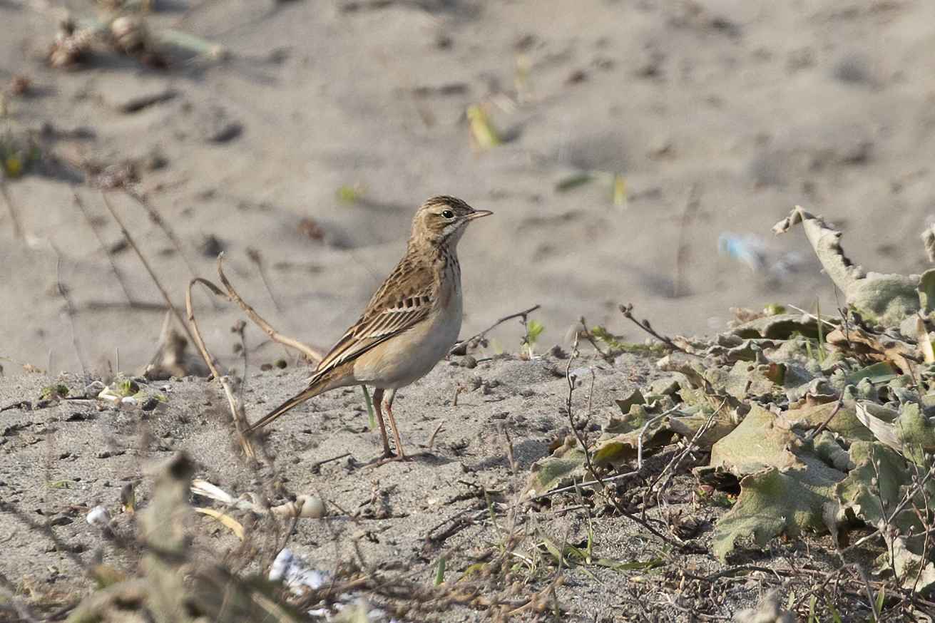 Blyth's Pipit